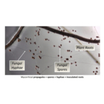 Under_The_Microscope_2026.jpg