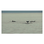 Eagle_Wing_Tours_joins_Pursuit_2m_LI_16-9_-_FINALwCAPTIONS1.jpg