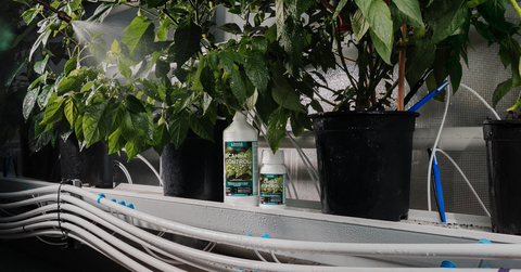 original CANNA introduces CANNA Control™, a ready-to-use foliar spray designed to help growers manage common soft bodied pests and pathogens while supporting healthy, vigorous plant growth.