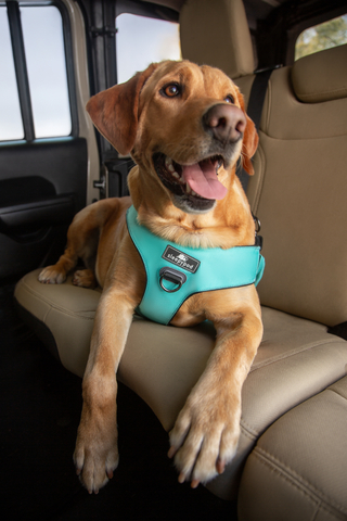 A happy customer sits comfortably in a car wearing the crash-tested Clickit Range Harness in Robin Egg Blue