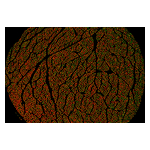 Vagus_Nerve_Map.jpg