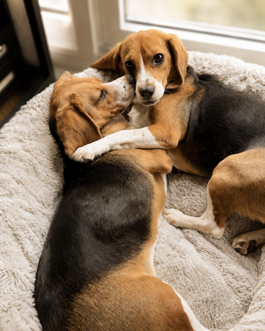 Born in September 2024, Alfie and Bailey have shown healthy growth and development, and Can f 1 protein was not detected in saliva or dander.