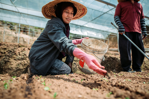 original Malaysian smallholder farmer tends to crops in her greenhouse. Monsoon Ventures has been founded to build the resilience of smallholder farmers across Southeast Asia by supporting local founders to commercialise agtech solutions that can improve smallholder farmer livelihoods, environmental outcomes and regional food security. Agri-technologies can include innovations for seeds, soil and fertilisers, as well as agrochemicals, robotics, sensors and digital farm software. Photo Credit Marcus Chung/ iStock.