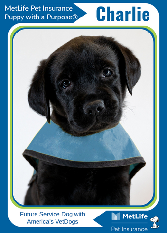 Charlie, a three-month-old black Labrador Retriever sponsored by MetLife Pet Insurance, is training to become a service dog with America’s VetDogs, a national nonprofit that provides service dogs to veterans, first responders and active-duty service members with disabilities at no cost. One day, Charlie will help a veteran or first responder gain greater independence and confidence in daily life.