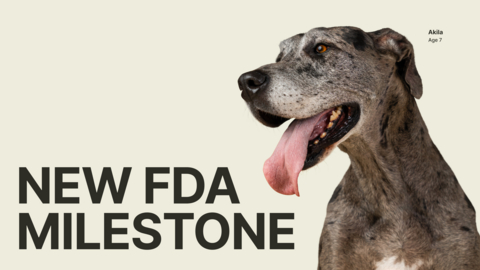 original LOY-003, a daily pill aimed at extending the healthy lifespans of large- and giant-breed dogs, has met a key regulatory milestone.