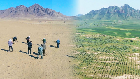 original Before (2019) and after (2026) comparison of Ant Forest Project No. 464 in Inner Mongolia.