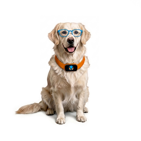Val is the dog mascot for Valify's AI chat.