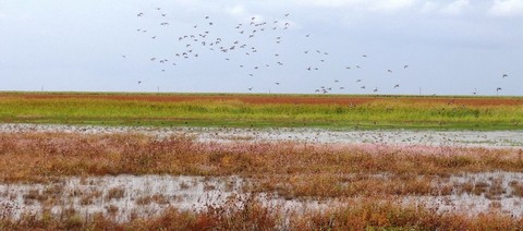 original Through Cargill Currents, landowners in Texas received support to protect and restore playas. These shallow wetlands play a vital role in replenishing groundwater and maintaining watershed health.