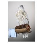 The_Gyr_Pure_Ultra_White_falcon_sold_for_AED_2.1_million_%28USD_571%2C000%29_at_the_final_falcon_auction_of_ADIHEX_2026_in_Abu_Dhabi._%28Photo_AETOSWire%29.jpg