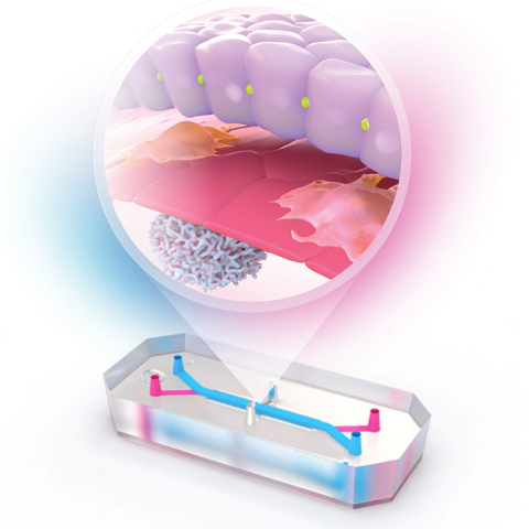 The Emulate Liver-Chip S1 is a human Organ-Chip model designed to recreate key aspects of liver biology, providing researchers with a more human-relevant way to study liver function and drug response.