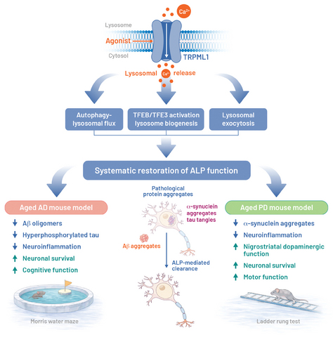 original Pharmacological activation of TRPML1 enhances lysosomal Ca²⁺ signaling and autophagy–lysosomal
pathway (ALP) function, promoting clearance of pathogenic protein aggregates and improving neuronal
survival and functional outcomes in aged Alzheimer’s and Parkinson’s disease mouse models.