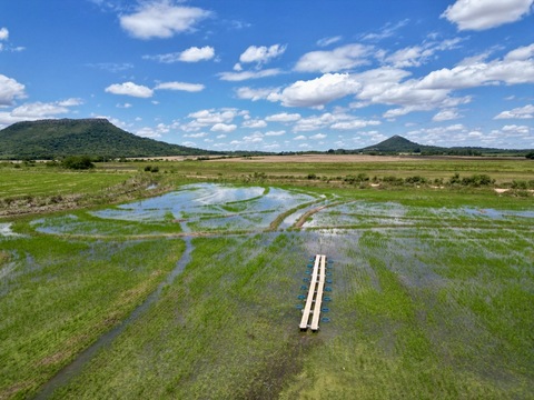 Enrolled rice fields in Rio Grande do Sul