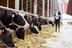 IFF has launched Omni-Bos™ PHY, a phytase enzyme developed specifically for dairy cattle, that helps producers unlock nutrients already present in feed to improve nutrient utilization and feed efficiency.