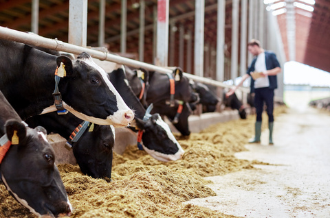 IFF has launched Omni-Bos™ PHY, a phytase enzyme developed specifically for dairy cattle, that helps producers unlock nutrients already present in feed to improve nutrient utilization and feed efficiency.