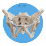 Surgeons to Present Real-World Performance Data from First 3,800 CurvaFix Implants at Orthopaedic Trauma Association Annual Meeting 2 Press Release Image2