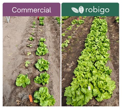 original A comparison of a Robigo-treated crop and a standard commercial crop.