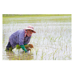 Syngenta_and_Kyoyu_Agri_partner_on_innovative_rice_herbicide.jpg