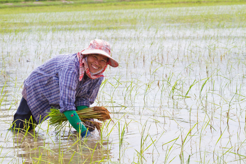 original Syngenta and Kyoyu Agri partner on innovative rice herbicide
