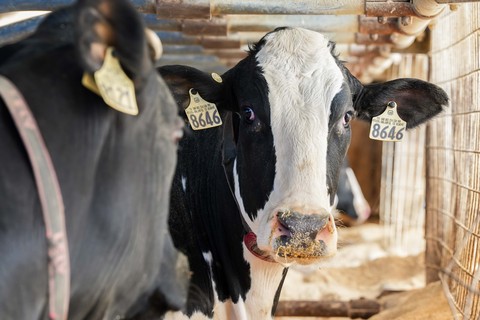 Sartori Cheese sources its milk from local dairy farms within 75 miles of its facilities, including Majestic Crossing Dairy.