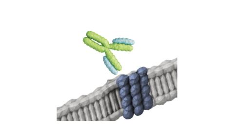 original Pythia's AI technology platform can design antibodies against traditionally challenging targets such as multi-pass membrane proteins.