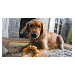 Blue_x_Morris_Animal_Foundation_Hero_Image.jpg