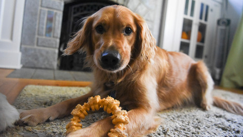 original Blue Buffalo is helping advance pet cancer research through its longstanding partnership with Morris Animal Foundation, supporting scientific discoveries that could improve the lives of dogs and cats.